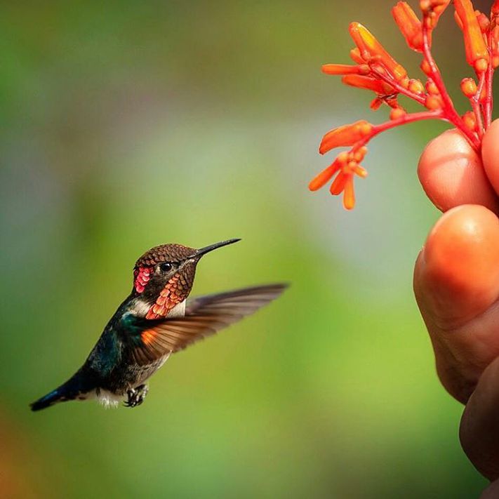 Cuba: One of the World’s Great Birdwatching Destinations - Cuba Cuban